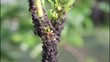 Aphid