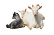 Goat and kids