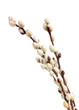 Catkins.