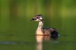 Great Crested Grebe Podiceps cristatus young bird