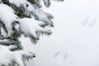 Snow on winter evergreen branches