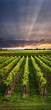 Vineyard at sunset