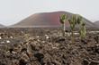 Volcanic mountains, Timanfaya National Park in Lanzarote Island