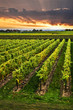 Vineyard at sunset