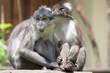 Two Monkeys while holding hands