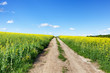 Way of nature in spring