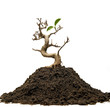 Survivor tree