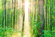Morning sun rays in summer in the forest.