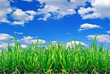 Stalks of grass on the background of blue sky with clouds.