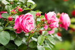 Rosa Rose