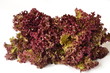 Lettuce leaves of purple on a white background