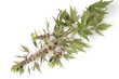 Motherwort, Leonurus Cardiaca, on a white background