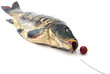 carp and  fishing equipment