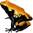 Vector: Poison Frog Poison Frog
