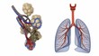 Alveoli in lungs - blood saturating by oxygen