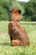 Dog breed Griffon waiting (rear view)