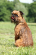 Dog breed Griffon waiting