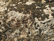 Black moss and lichen on a stone.Background.