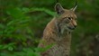 Luchs