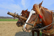 . Heads of horses in a harness against a spring field