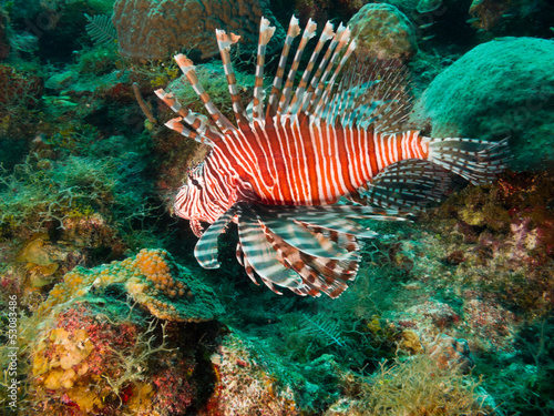 Photo: common lionfish (Pterois volitans) common lionfish (Pterois volitans)