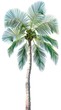 Tropical Palm Tree