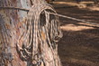 Coil of Rope - Ready for Fun!