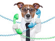 business dog