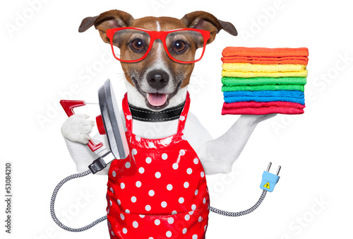 Photo: housewife dog housewife dog