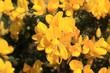gorse bush
