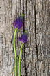 Blaue Blüten auf Holz