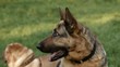 German shepherd looks at the host