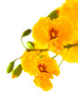 yellow cassia flowers