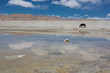 Horse eating in a pasture in Tibet