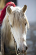 Horse head in Tibet