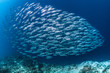 schooling mackerel