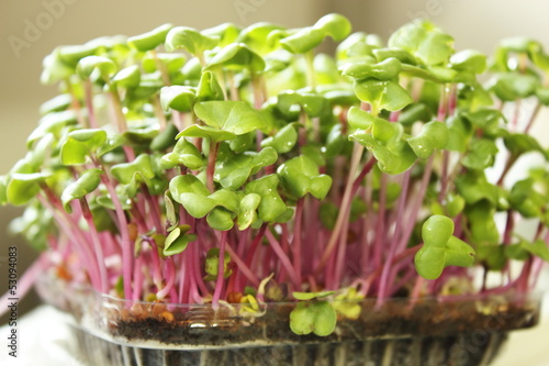 Photo: Growing microgreens on plastic white cup Growing microgreens on plastic white cup