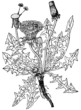 Plant Common dandelion