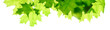 Green maple leaves isolated