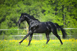Black horse runs gallop in summer