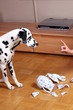 Hund mit zerschlagender Kanne Haftpflichtschaden