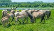 Wild horses in a sunny meadow in spring