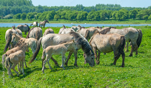 Photo: Wild horses in a sunny meadow in spring Wild horses in a sunny meadow in spring