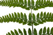 Fern