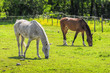 Horses grazing in a pasture