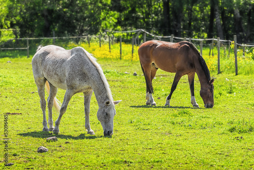 Photo: Horses grazing in a pasture Horses grazing in a pasture