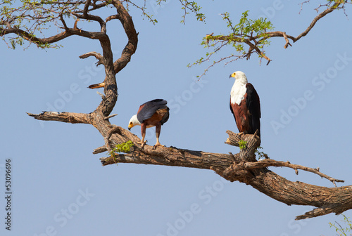 Photo: Fish Eagle Fish Eagle