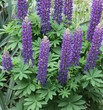 Lupinenblüten an kräftiger Pflanze