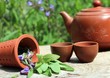 Foto: heilkräuter aus dem garten heilkräuter aus dem garten