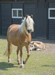 horses on a farm